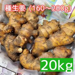 種生姜(土佐一 大生姜　約160g～200g)20kg
