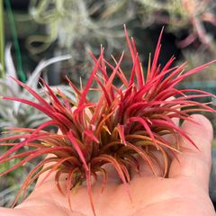 大きめ＊真っ赤っか＊ 大サイズ 3株セット＊ チランジア イオナンタ ファイヤークラッカー Tillandsia ionantha Firecracker＊エアプランツ＠フラワーショップ江口