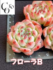 12月入荷苗