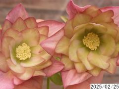 花2ガク0蕾4 開花株4号 ”個性” ピエラ ”ローサ” ピンク花吉田交配 吉田園芸生産 八重ダブル クリスマスローズ0225001