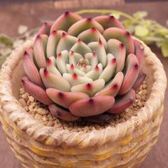 四種発送	R256	オニヒメ	【イータニク】多肉植物　韓国苗