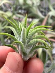 【ネコポス】チランジア イオナンタ ピーチ ホワイト フラワー Tillandsia ionantha peach white flower キンクマ農園☆T0096