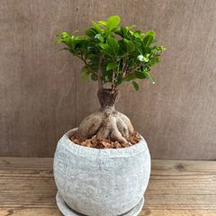 ガジュマル ① 現品 鉢植え Ficus microcarpa フィカス ミクロカルパ 多幸の木  幸せを呼ぶ木 観葉植物 観葉 植物 珍奇植物 珍奇 珍しい 塊根植物 塊根 コーデックス インテリア  おしゃれ 開店祝い 新築祝い お祝い 祝い