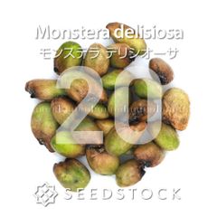 メルカリ便　珍種【キルトスペルマ・カスピディスパサム】 Amazon.co.jp: 堕魔 ジグス☆ガルビ スーパーレア デュエル