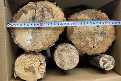 熟成産卵木5本最大17㌢【木ぼくNO,1】