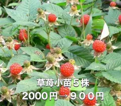⭐️草苺苗5株(小)⭐️ 5株2000円→900円 木苺苗　クサイチゴ苗　くさいちご苗　キイチゴ　木いちご　木イチゴ　野苺　野イチゴ　野いちご　ノイチゴ