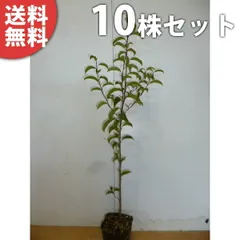 2025年最新】クロガネモチ苗の人気アイテム - メルカリ 2025年最新】クロガネモチ苗の人気アイテム - メルカリ