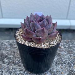 多肉植物 エケベリア マゼンタ