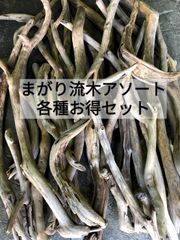 南信州産【まがり流木】【全長100cm〜150cm】変形 枝幹 天然流木 格安【アソート５本セット】まとめ売り セット販売 卸売 枝流木 枝分かれ流木 まがった流木