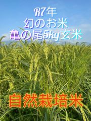 【新春特別価格】令和7年 自然栽培米 亀の尾5kg玄米
