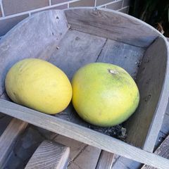 初獲特価　無農薬 晩白柚(ばんぺいゆ) SY75 2玉(小球)