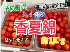 9 予約販売　北海道産　さくらんぼ　香夏錦　家庭用　1kg
