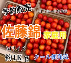 予約販売　北海道産　さくらんぼ　佐藤錦　家庭用　Mサイズ　1kg 7月上旬〜中旬