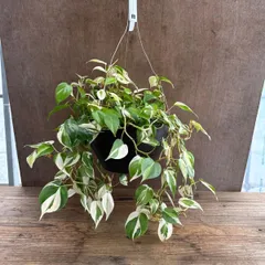 フィロデンドロン　クリームスプラッシュ②　7号　Philodendron cream splash  斑入り 観葉植物 観葉 植物 珍しい レア 希少 ハンギング 吊るす 吊り下げ グリーン プレゼント お祝い インテリア おしゃれ おすすめ