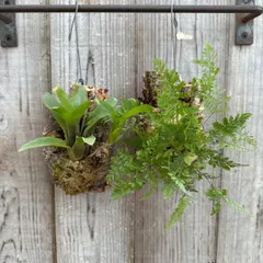 ネオレゲリア、トキワシノブ ２個セット ⑥ 現品 Neoregelia hybrid   観葉 植物 タンクブロメリア ブロメリア アナナス  Humata tyermannii Bear’s foot fern 羊歯 シダ 常盤忍 シノブ 猫の手シノブ