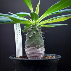 2025年最新】パキポディオイデスの人気アイテム - メルカリ 