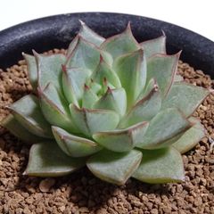 韓国苗【タトゥー】エケベリア・4