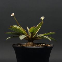 "Euphorbia fish bone" ユーフォルビア フィッシュスケール 管理2241