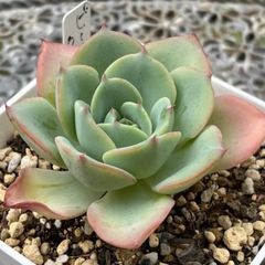 多肉植物 ☘️ ピーチアンドクリーム 抜き苗