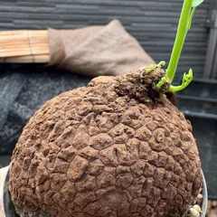 柳*様 【極美株/塊根植物】ステファニア スベローサ　　セレクト小株　発根済み 柳*様 【極美株/塊根植物】ステファニア スベローサ セレクト小