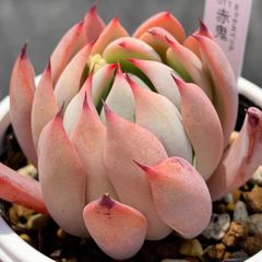 人気レア品種！★赤鬼 多肉植物（抜き苗・速達付）自家栽培 国産
