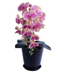 Item thumbnail for item 14226906-2543-4c99-b998-abe5039a1e6d