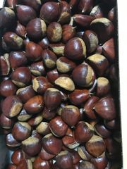 秋田県産　生栗　(1粒約21g)　約1kg