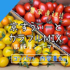【京すうぃーとMIX1kg】コンパクト 京都産 フルーツミニトマト