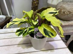 カラテア・タイビューティー　4号　観葉植物　インテリア　グリーン　斑入り　オシャレ　耐陰性　個性的　きれい