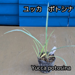 【抜き苗】　ユッカ ポトシナ　　Yucca potosina　2025.3.23Yp1
