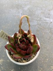 エケベリア　クリスボニー　多肉　多肉植物　a25