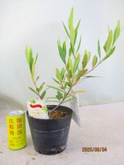[野風苗木流通] オリーブ　ひなかぜ (6349)全高：36㎝ 宅配便発送