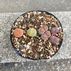 多肉植物 リトープス ミニ 4コセット ①