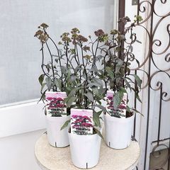 花苗 ユウギリソウ 夕霧草 ブラックナイト 3号 ダークカラー おしゃれ 寄せ植え 秋まで咲く