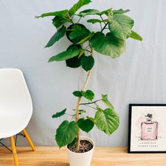 ［現品］1番  フィカス　ウンベラータ　曲がり　8号　観葉植物　室内　大型　ゴムの木　人気  かわいい　おしゃれ　おすすめ