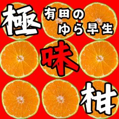 有田みかん