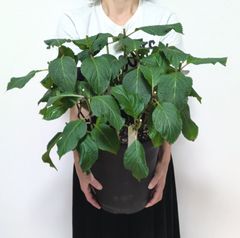 【処分価格】８号鉢　育成用カット鉢　アジサイ　ポメロ　ブルー　さかもと園芸