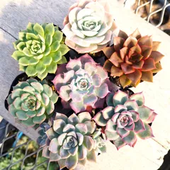 2025年最新】エボニー 多肉の人気アイテム - メルカリ