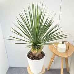 2025年最新】サファイアスカイズの人気アイテム - メルカリ