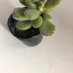 熊童子