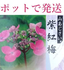 2023年最新】紫陽花挿し木苗の人気アイテム - メルカリ