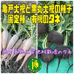 亀戸大根（固定種）と黒丸大根のタネ　各40粒　固定種・無農薬無化学肥料栽培の種子