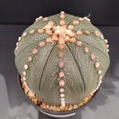 2025年最新】スーパー兜の人気アイテム - メルカリ