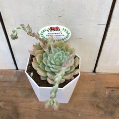 多肉植物エケベリア　ピンクアレックス3.5号