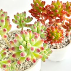 【多肉植物】セダム2種セット