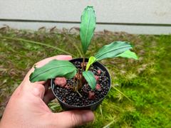 【同梱】しーころ様専用