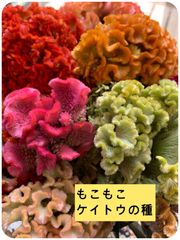 ケイトウ種　色MIX