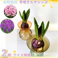 水耕栽培　冬咲きヒヤシンス　球根のみ！