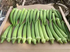 2025年最新】オクラ栽培期間中無農薬栽培の人気アイテム - メルカリ 