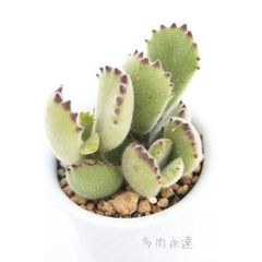 ★専用★ 多肉植物 カランコエ もふもふ兎シリーズ♡ リクエスト苗10兎♪ 多肉植物 カランコエ もふもふ兎シリーズ♡ プレーリードッグ 抜き苗